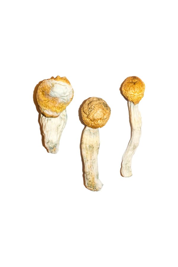 buy penis envy magic mushroom for sale