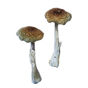 buy Psilocybe Aztecorum Magic Mushrooms for sale