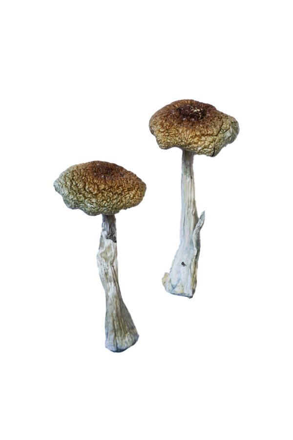 buy Psilocybe Aztecorum Magic Mushrooms for sale