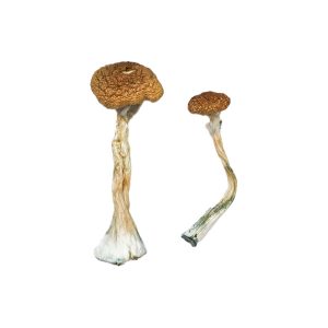 buy Puerto Rican Magic Mushrooms for sale