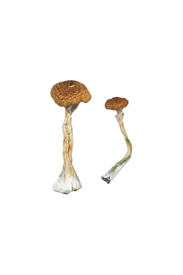 buy Puerto Rican Magic Mushrooms for sale