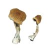 buy Texas Yellow Cap Magic Mushrooms for sale