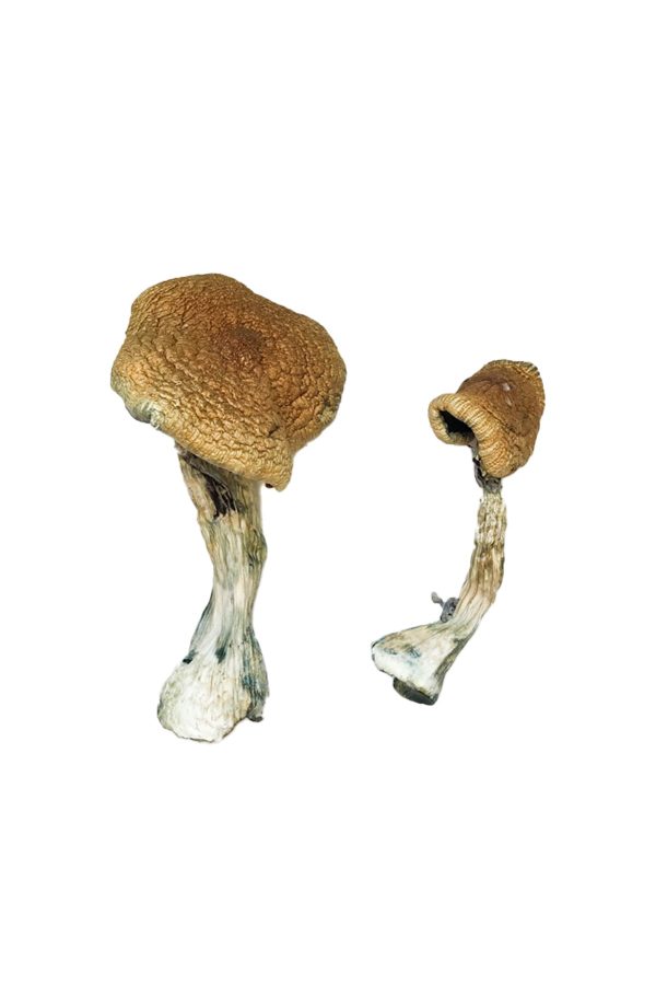 buy Texas Yellow Cap Magic Mushrooms for sale