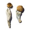 buy Trans Envy Magic Mushrooms for sale