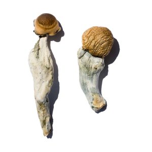 buy Trans Envy Magic Mushrooms for sale