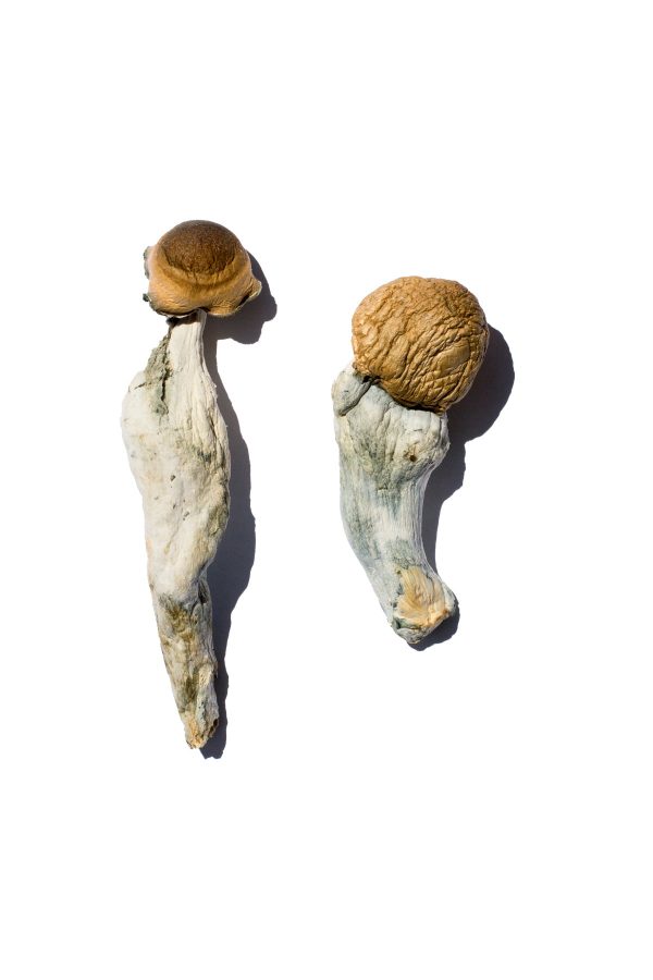 buy Trans Envy Magic Mushrooms for sale