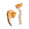 buy Transkei Magic Mushrooms for sale