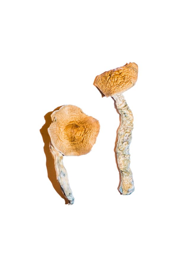 buy Transkei Magic Mushrooms for sale