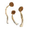 buy Treasure Coast Magic Mushrooms for sale
