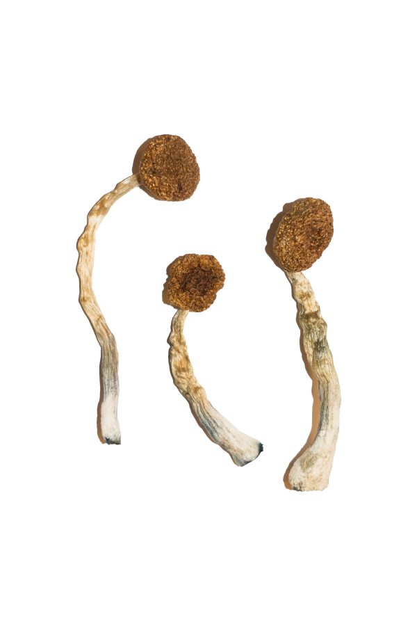 buy Treasure Coast Magic Mushrooms for sale