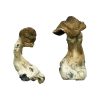 buy tri-colour ecuadorian Magic Mushrooms for sale