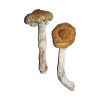 buy Vietnamese Magic Mushrooms for sale