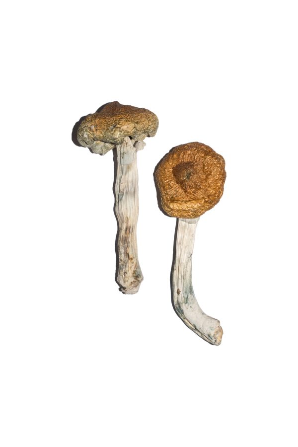 buy Vietnamese Magic Mushrooms for sale