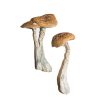 buy Wavy Caps Magic Mushrooms for sale
