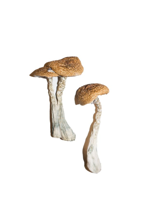 buy Wavy Caps Magic Mushrooms for sale