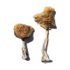 buy Wollongong Magic Mushrooms for sale