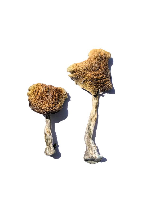 buy Wollongong Magic Mushrooms for sale