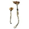 buy Z-Strain Magic Mushrooms for sale